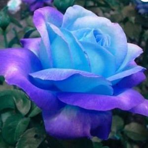 Meet your Posher, Allen